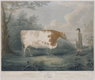 The Durham Ox, engraved by J. Wessel by John Boultbee